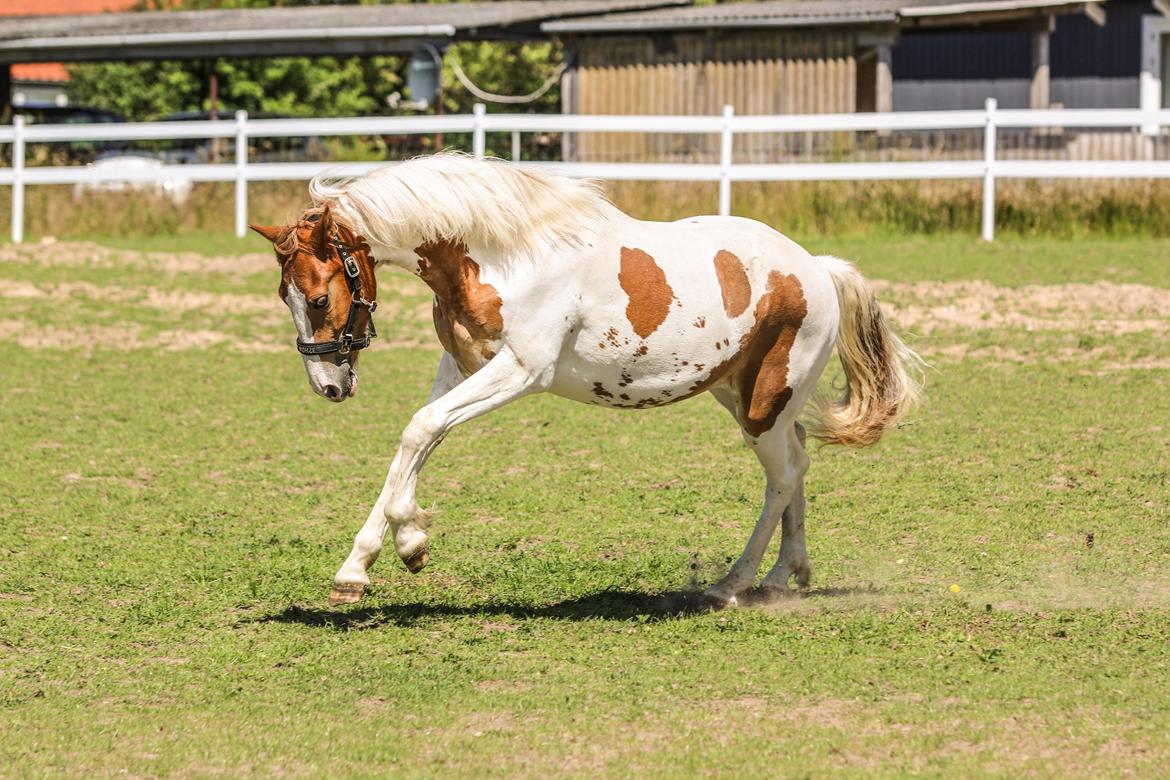 Pinto Trædholm's Chesterfield billede 1