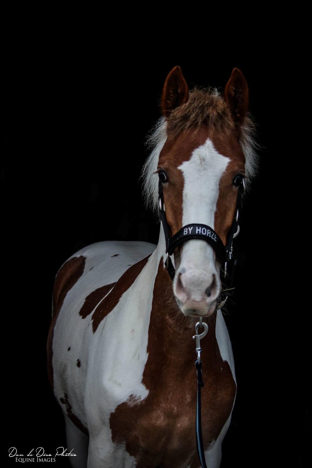 Pinto Trædholm's Chesterfield billede 2
