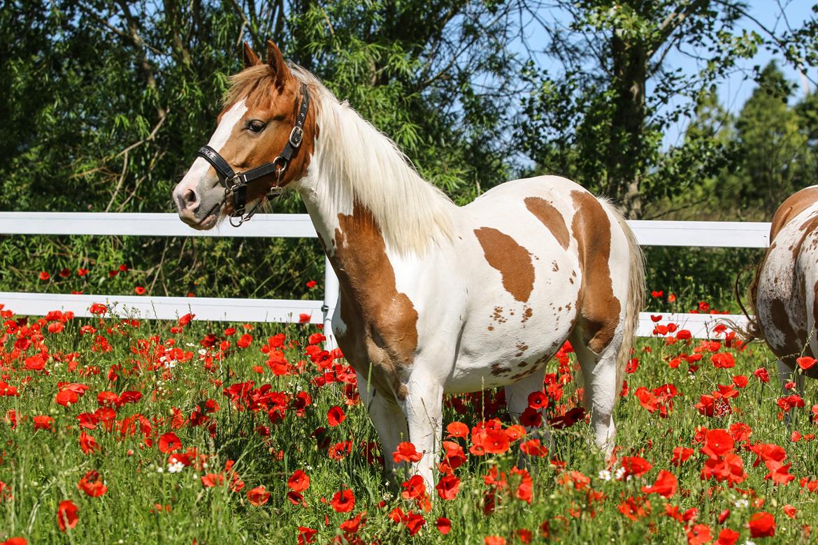 Pinto Trædholm's Chesterfield billede 3