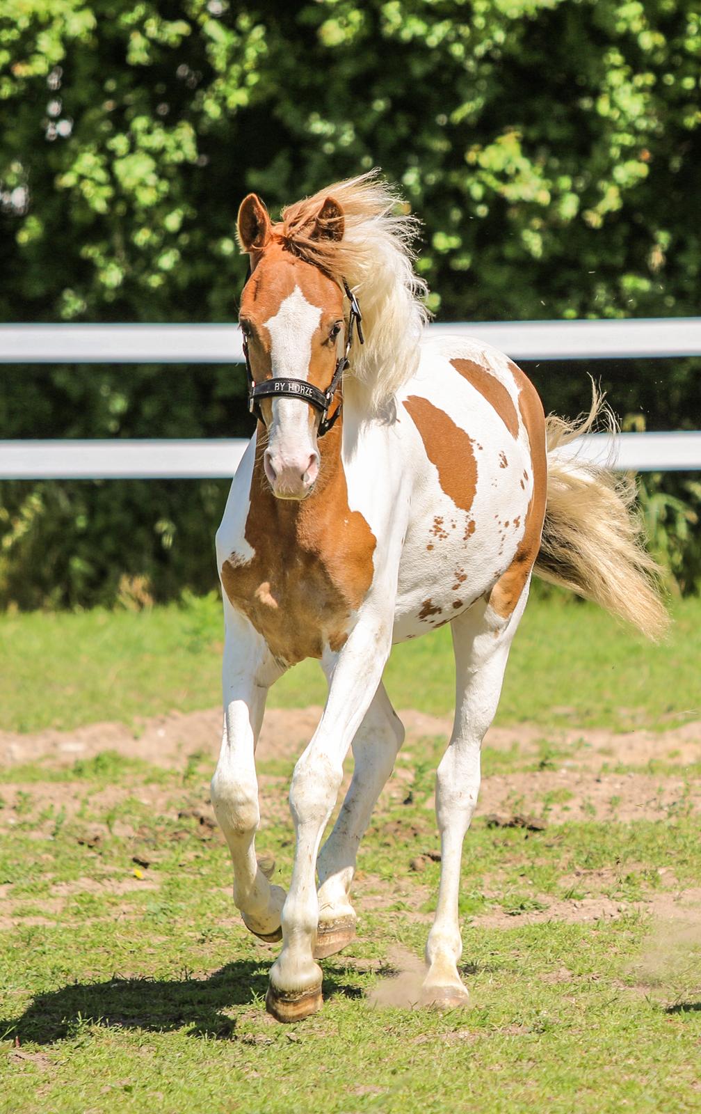 Pinto Trædholm's Chesterfield billede 4