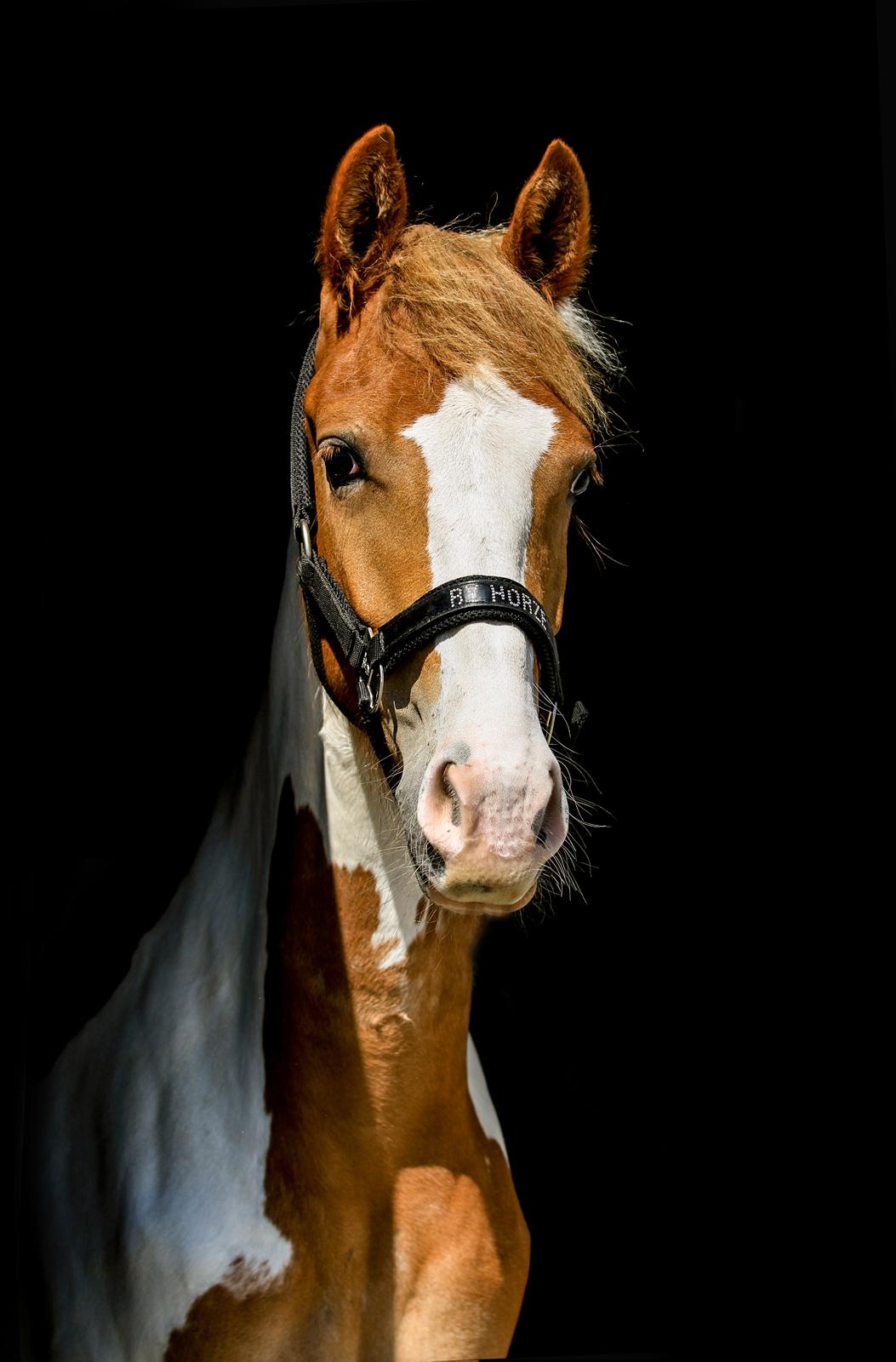 Pinto Trædholm's Chesterfield billede 6