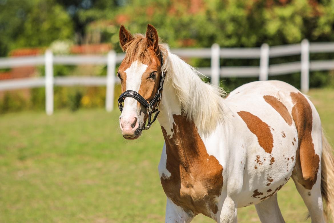Pinto Trædholm's Chesterfield billede 7