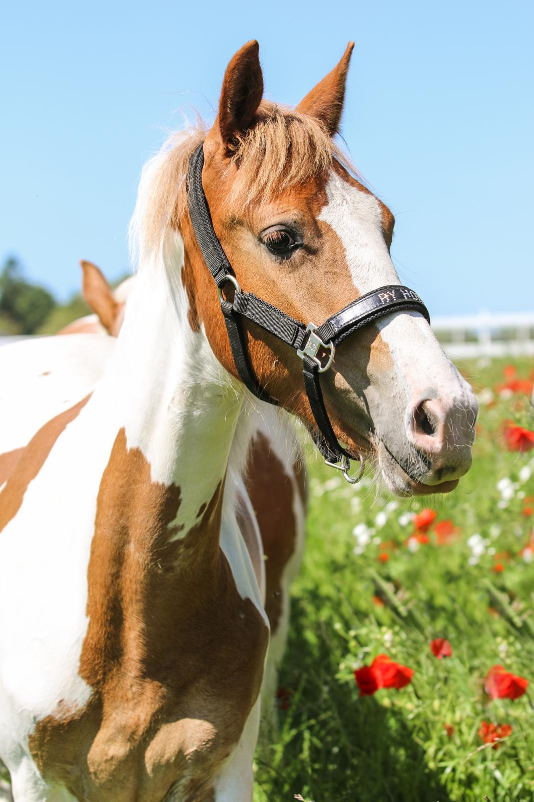 Pinto Trædholm's Chesterfield billede 8