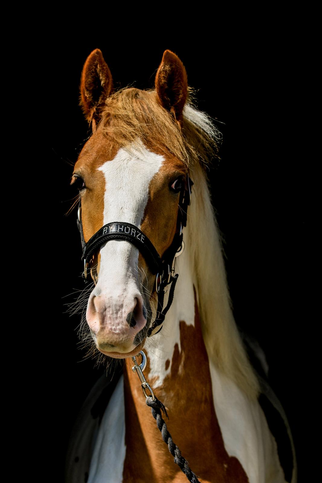 Pinto Trædholm's Chesterfield billede 11