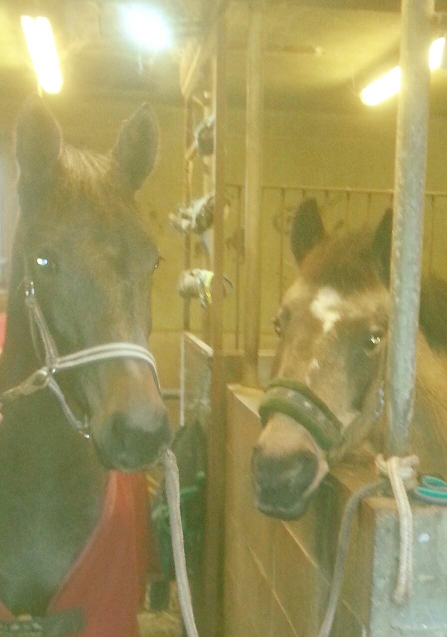 Zangersheide Pachanga Z billede 7