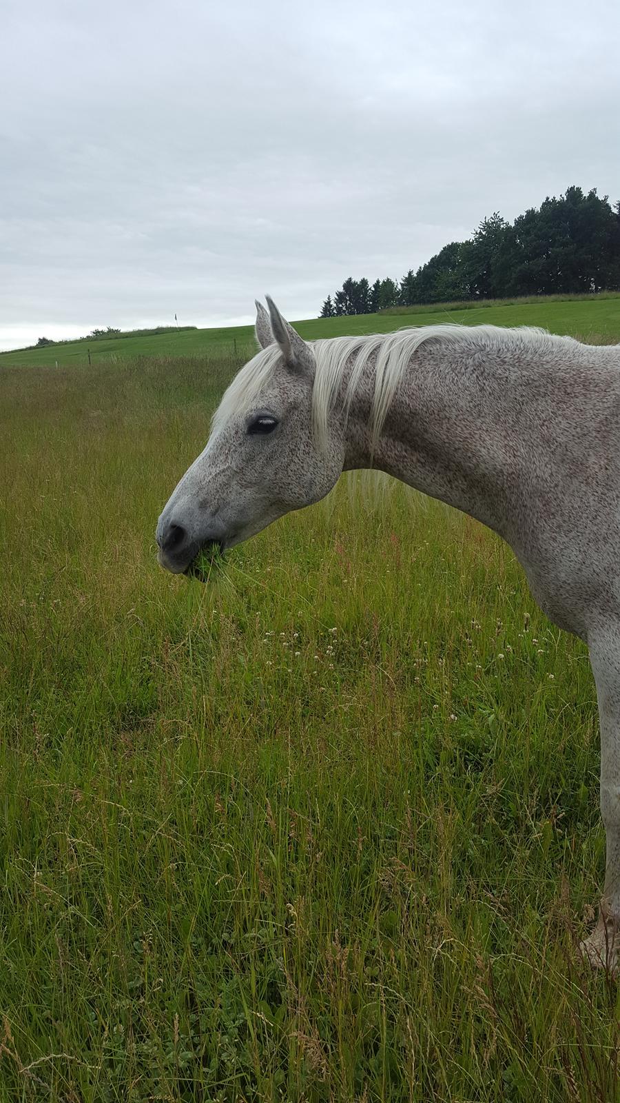 Arabisk fuldblod (OX) Tara Ox Nowita billede 17