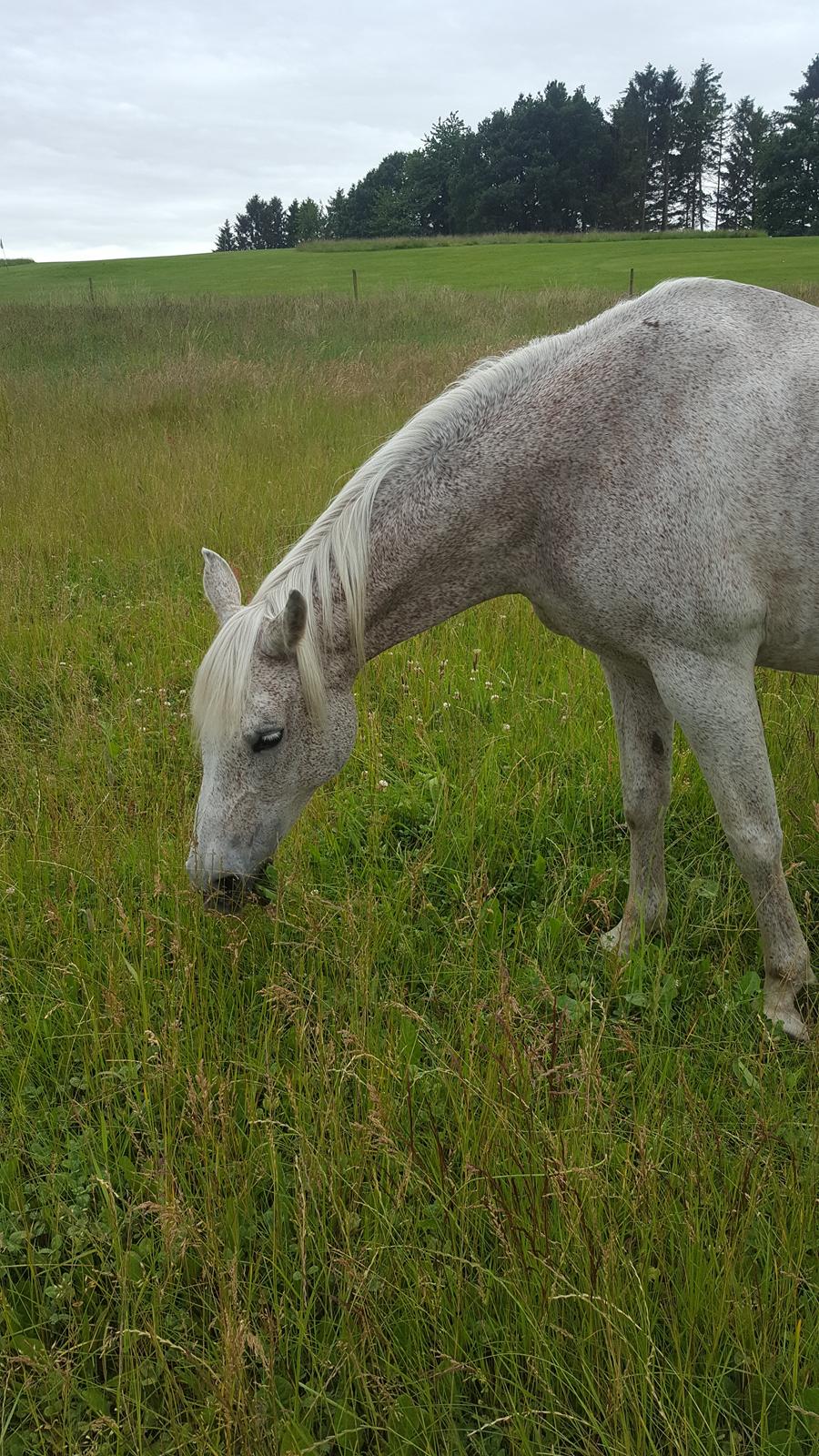 Arabisk fuldblod (OX) Tara Ox Nowita billede 16