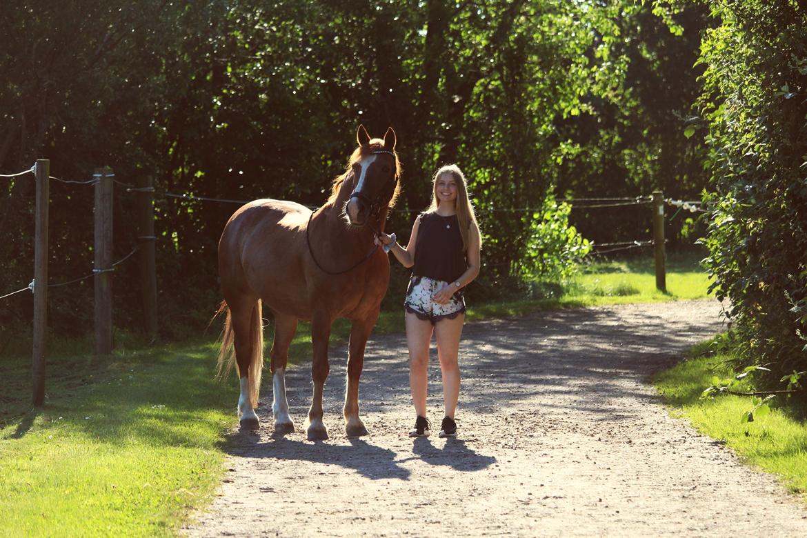Welsh Cob (sec D) De Busies Pretty Floyd billede 1