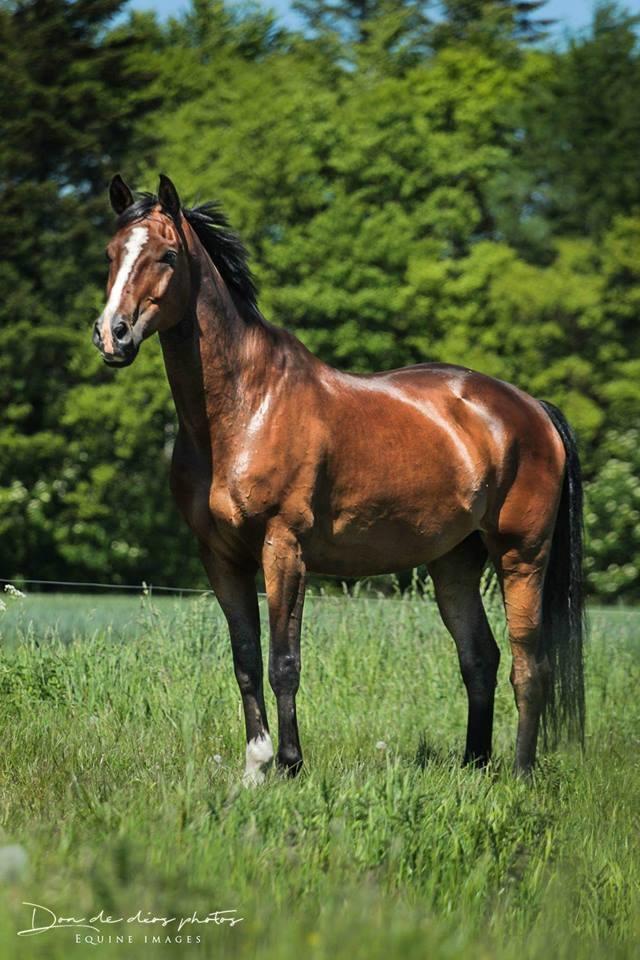 Anden særlig race Smooth jazz - asterix billede 3