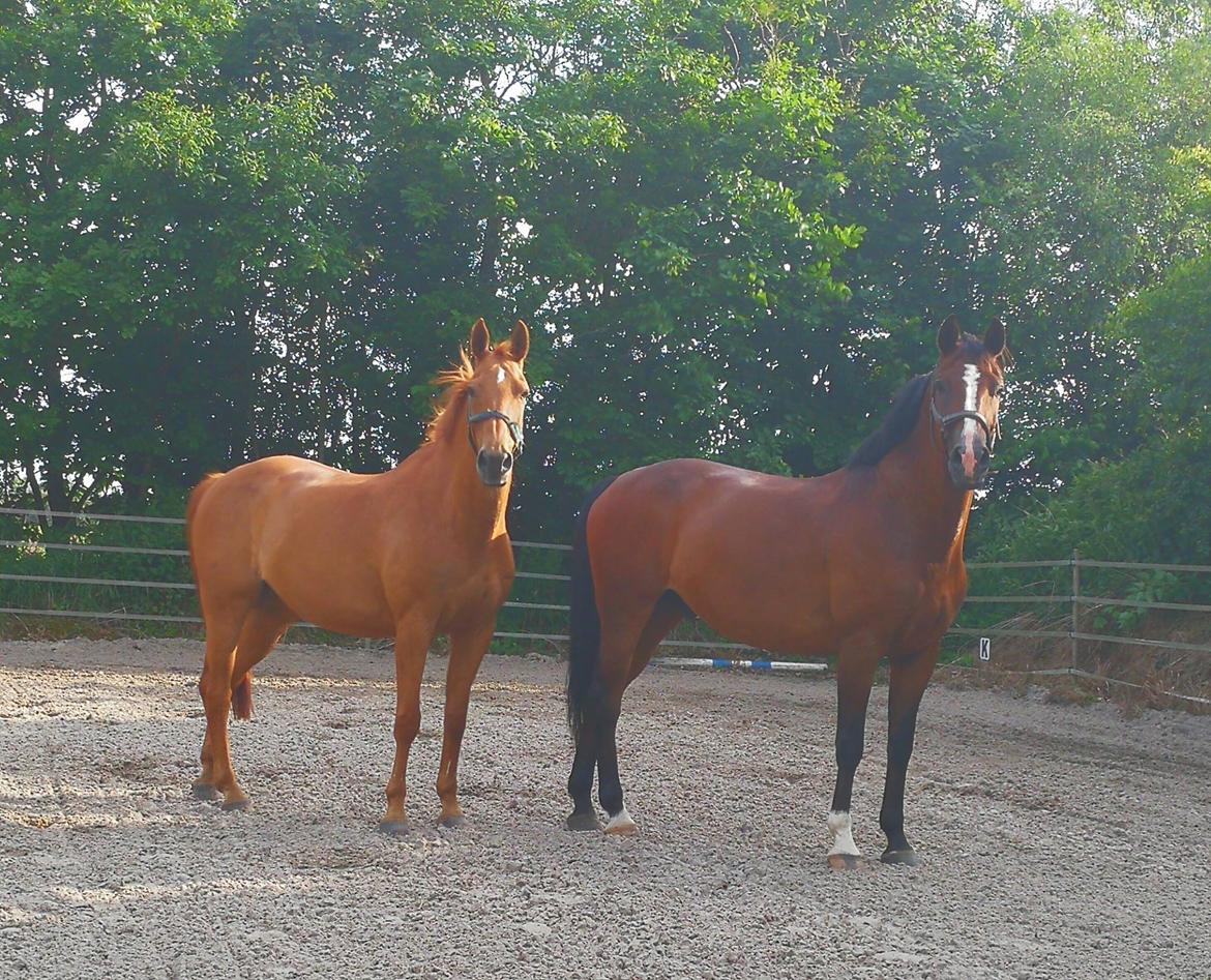 Anden særlig race Smooth jazz - asterix billede 4