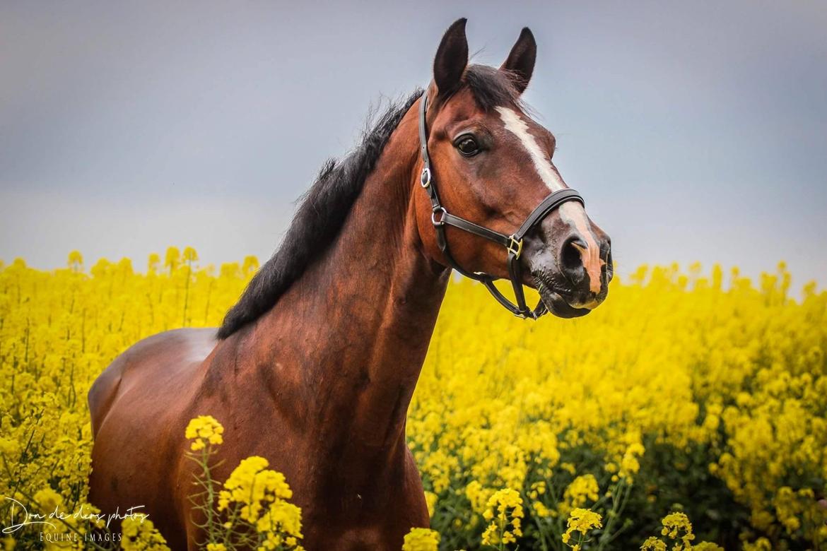 Anden særlig race Smooth jazz - asterix billede 6