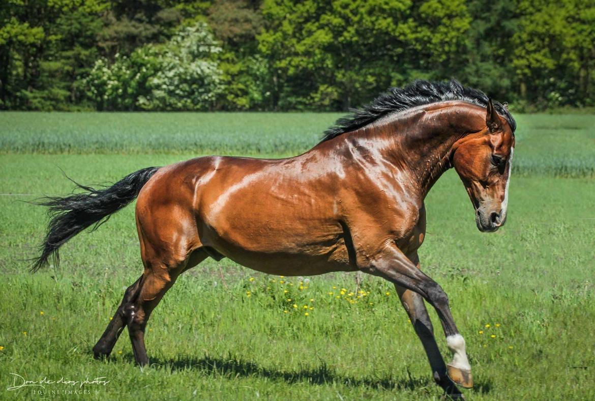 Anden særlig race Smooth jazz - asterix billede 7