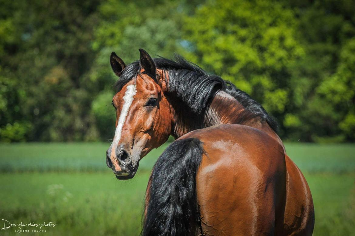 Anden særlig race Smooth jazz - asterix billede 1