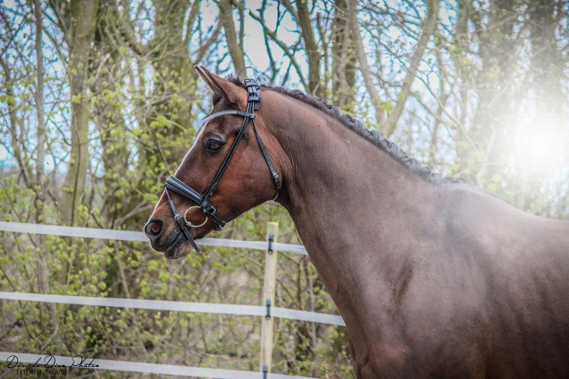 Anden særlig race Smooth jazz - asterix billede 13