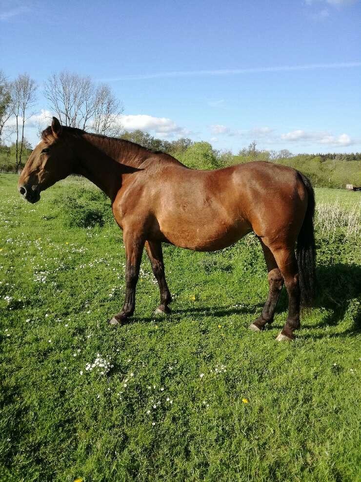 Dansk Varmblod Felicity R.i.p den smukkeste stjerne på himlen billede 1