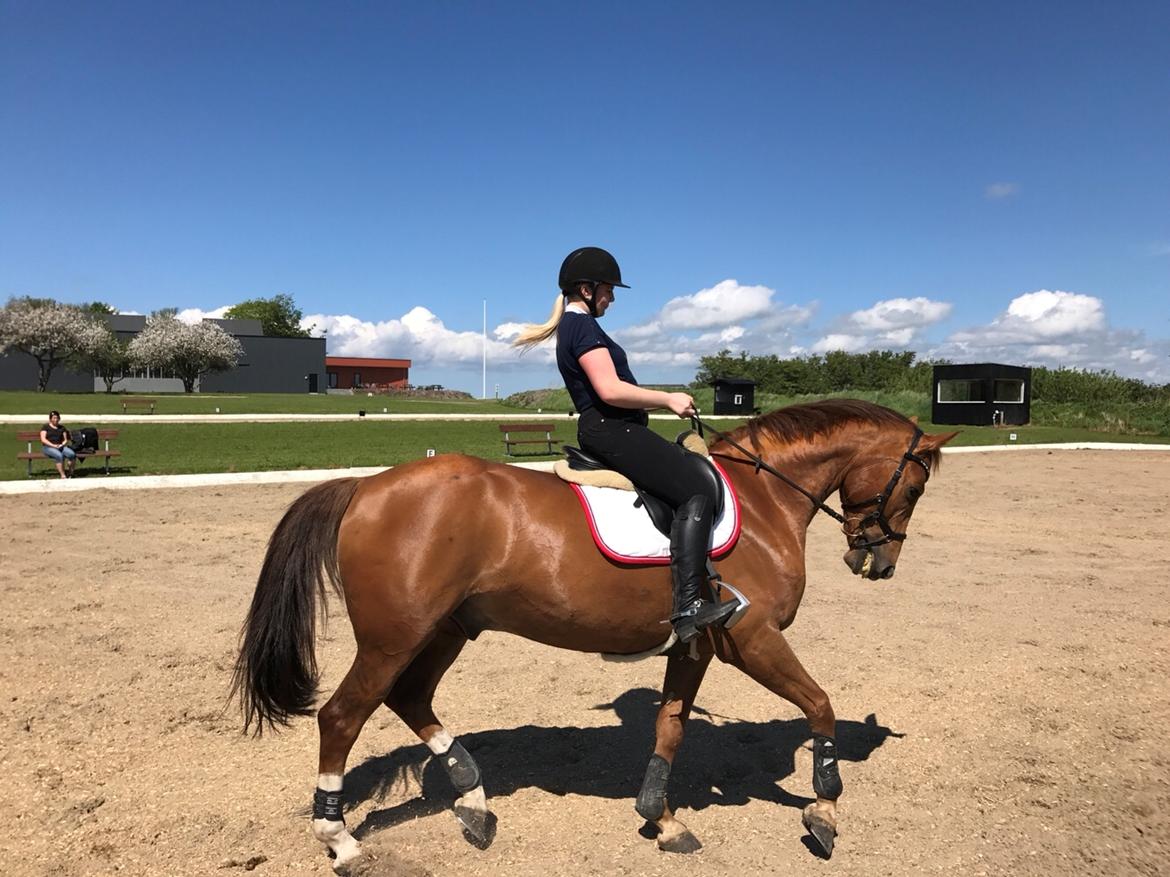 Dansk Varmblod Kærholms Sauer - Dressurtræning maj 2017 billede 12