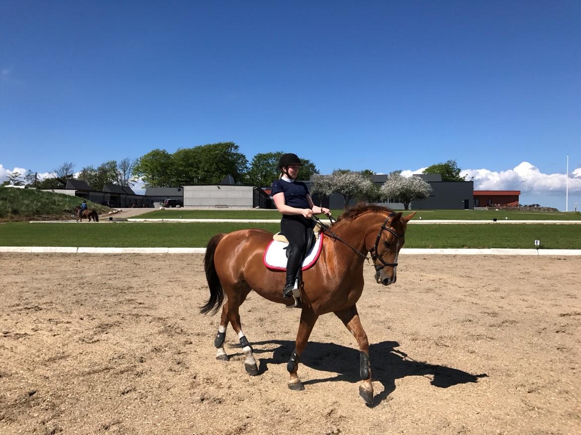Dansk Varmblod Kærholms Sauer - Dressurtræning maj 2017 billede 3