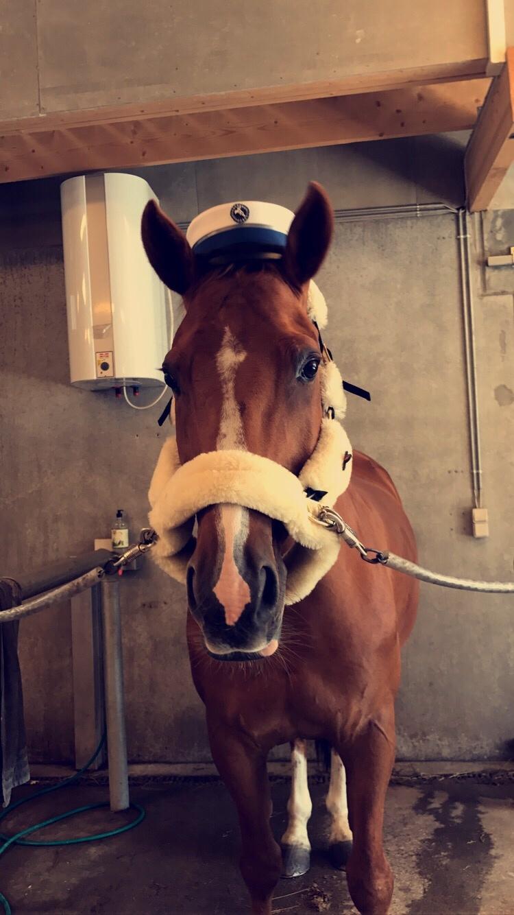 Dansk Varmblod Kærholms Sauer - Da jeg blev student fra HHX juni 2017 billede 14