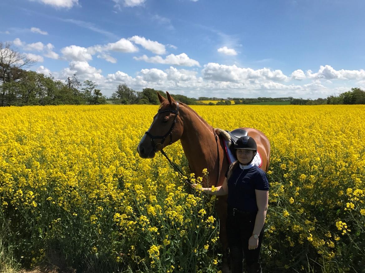 Dansk Varmblod Kærholms Sauer - I rapsmarken maj 2017 billede 4