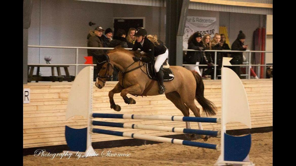 Dansk Varmblod Kærholms Sauer - C-stævne i Løgstør 2016 billede 17