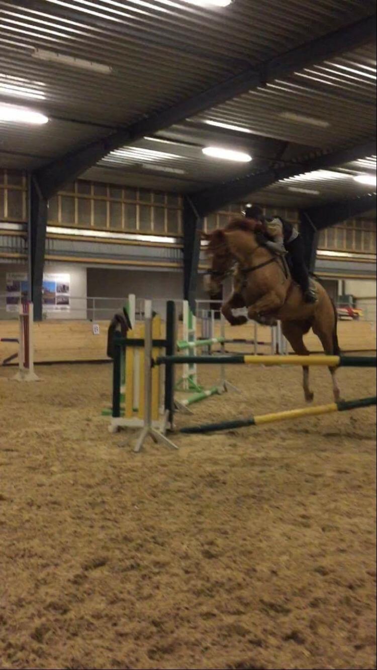 Dansk Varmblod Kærholms Sauer - Springtræning 2016 billede 10