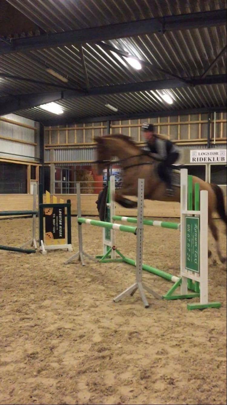 Dansk Varmblod Kærholms Sauer - Springtræning 2016 billede 18