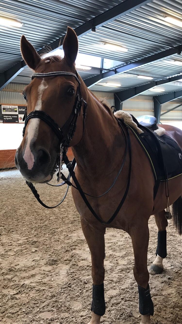 Dansk Varmblod Kærholms Sauer - Da vi lige var påbegyndt træning på kandar, 2017 billede 15