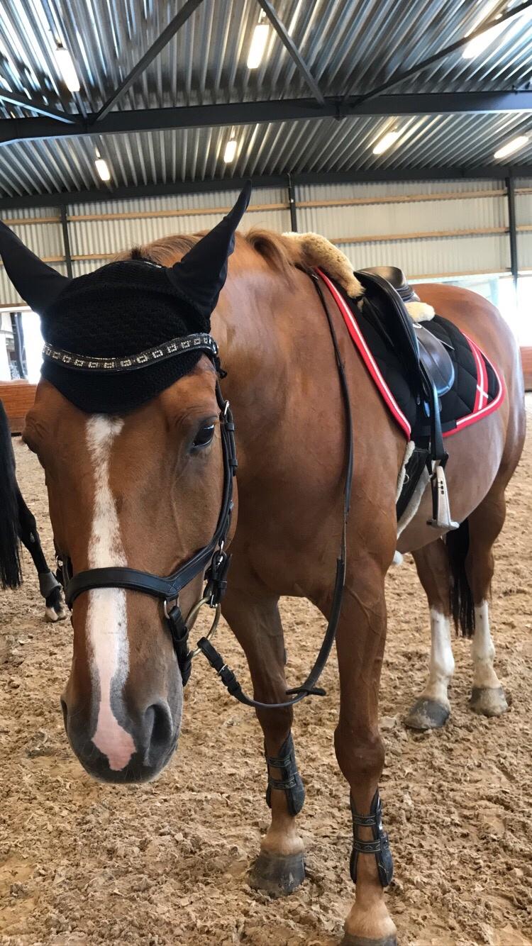 Dansk Varmblod Kærholms Sauer - Træt hest efter endt træning, sommer 2017 billede 13