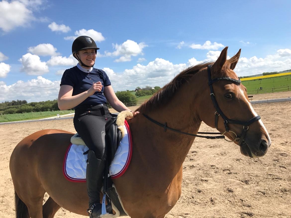 Dansk Varmblod Kærholms Sauer - Min bedste makker <3 billede 16