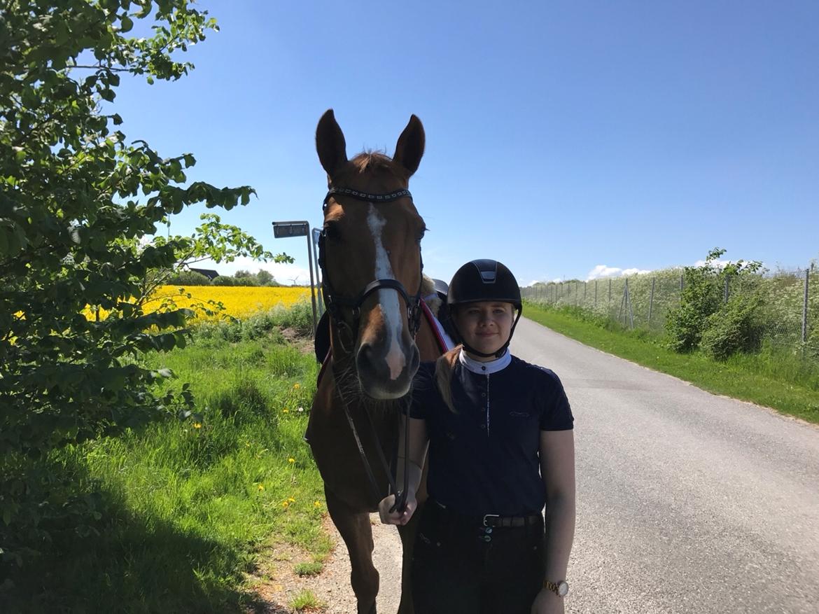 Dansk Varmblod Kærholms Sauer - Jeg knuselsker den her hest <3 billede 5