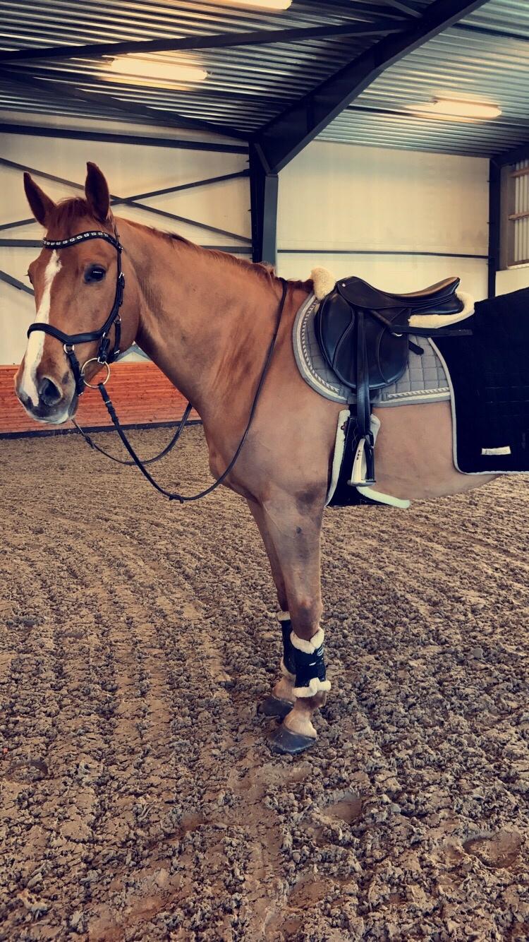 Dansk Varmblod Kærholms Sauer - Efterår 2016 billede 19