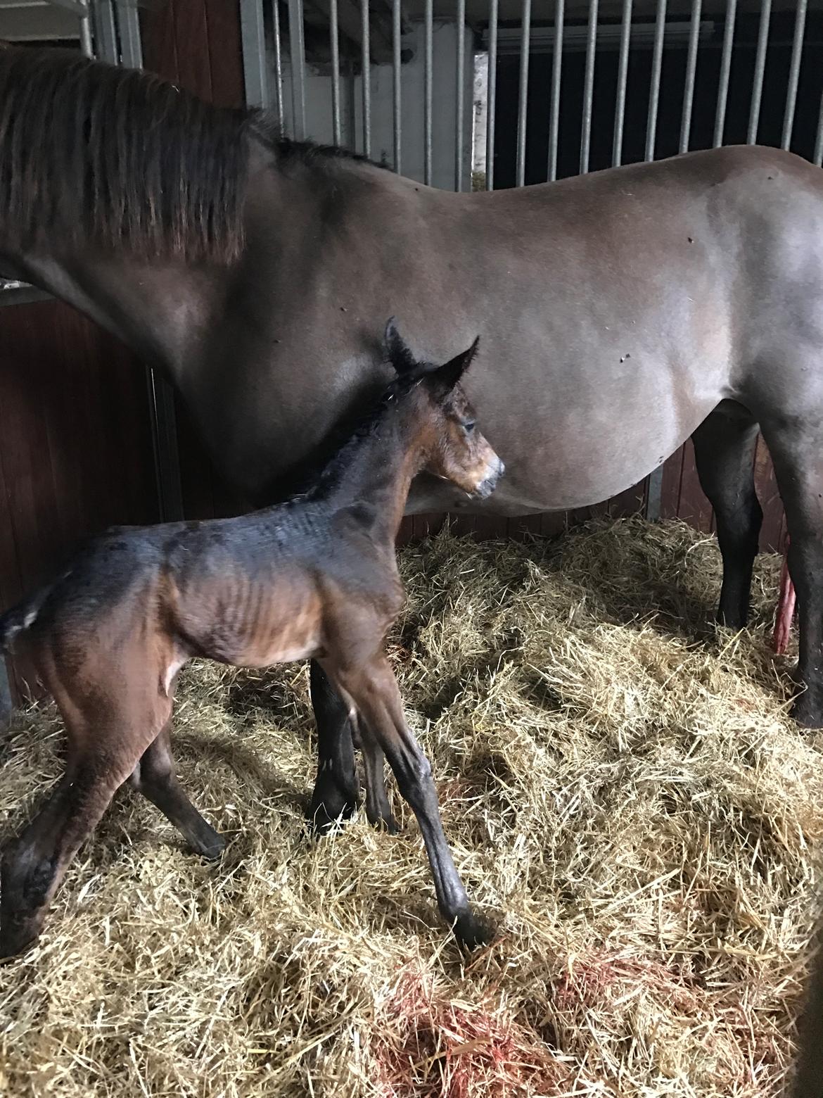 Anden særlig race Cera Bella - Hun står op for første gang! :O billede 1