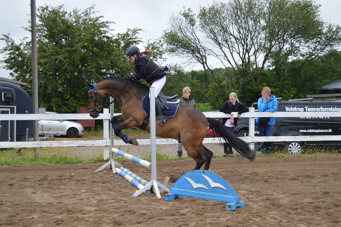 New Forest Birkilds Moreno - Andet springstævne sammen. 24 Juni 2017  billede 17