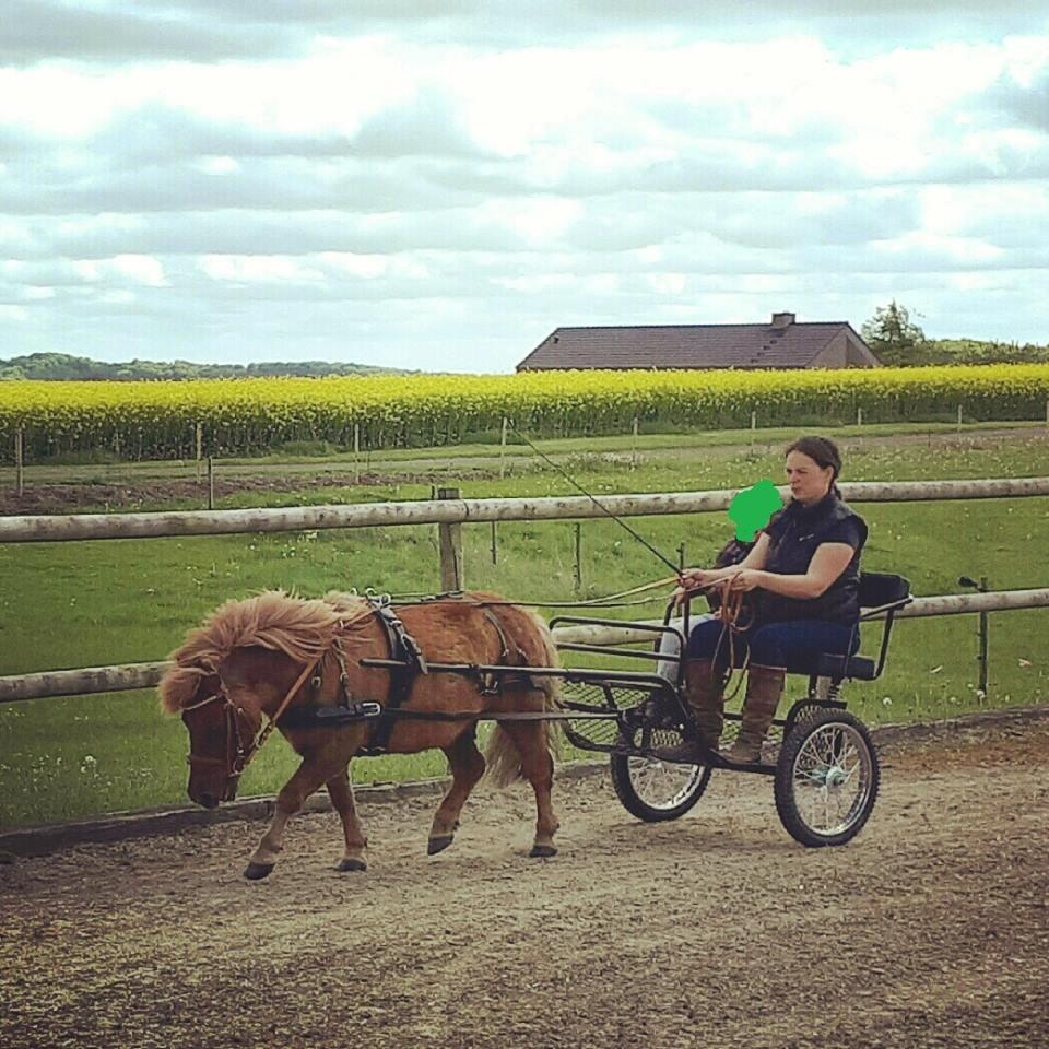 Anden særlig race Dino billede 4