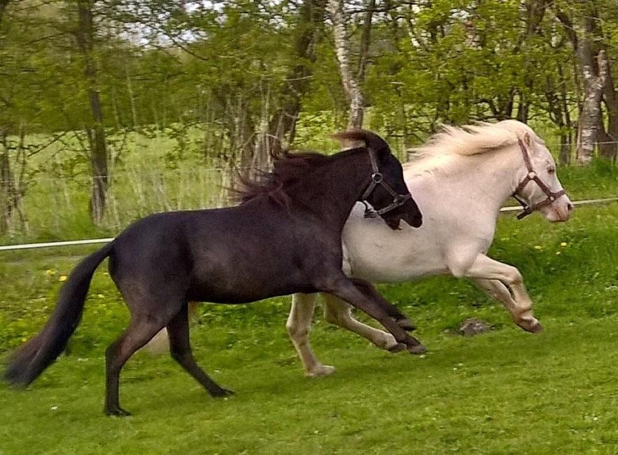 Amerikansk Miniature Godts Magic Diamond In The Sky billede 2