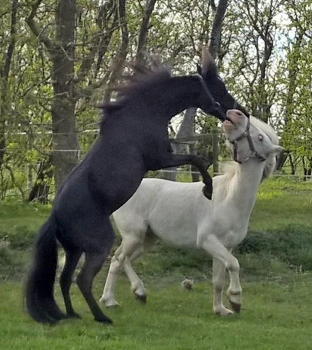 Amerikansk Miniature Godts Magic Diamond In The Sky billede 3