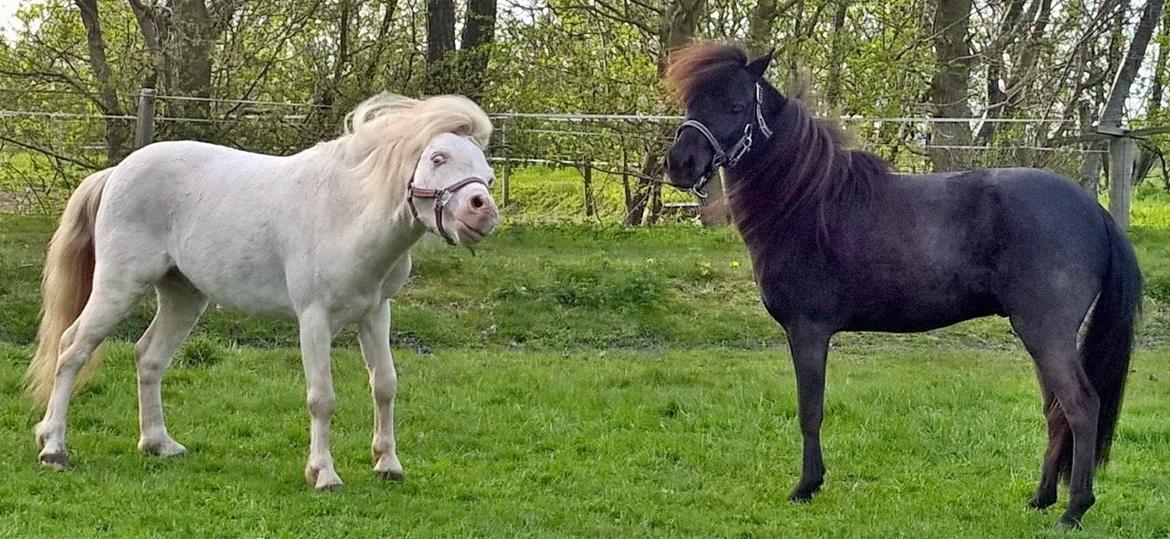 Amerikansk Miniature Godts Magic Diamond In The Sky billede 5