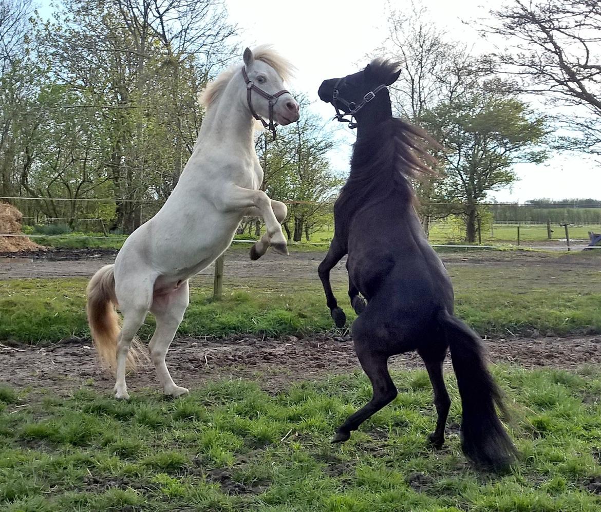 Amerikansk Miniature Godts Magic Diamond In The Sky billede 6