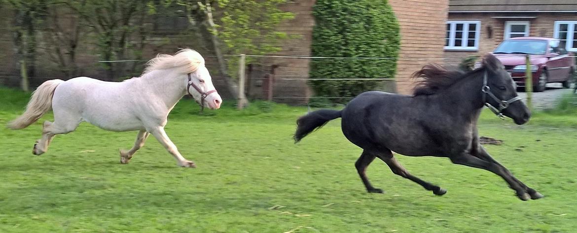 Amerikansk Miniature Godts Magic Diamond In The Sky billede 7