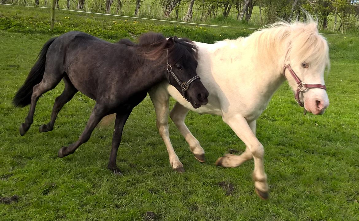 Amerikansk Miniature Godts Magic Diamond In The Sky billede 4