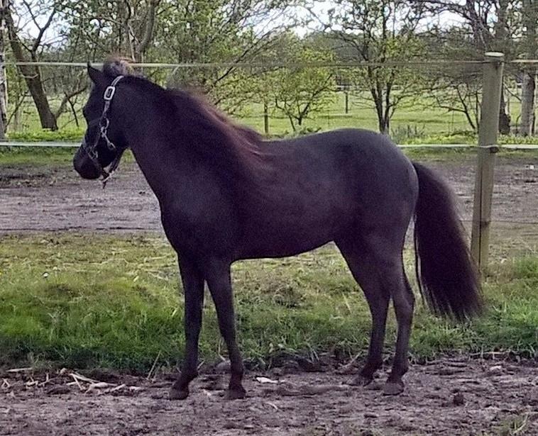 Amerikansk Miniature Godts Magic Diamond In The Sky billede 8