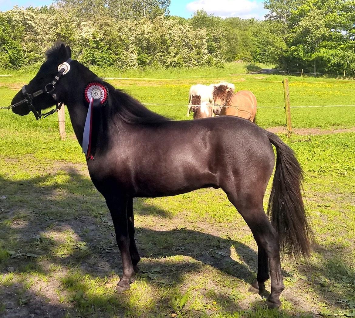 Amerikansk Miniature Godts Magic Diamond In The Sky billede 9