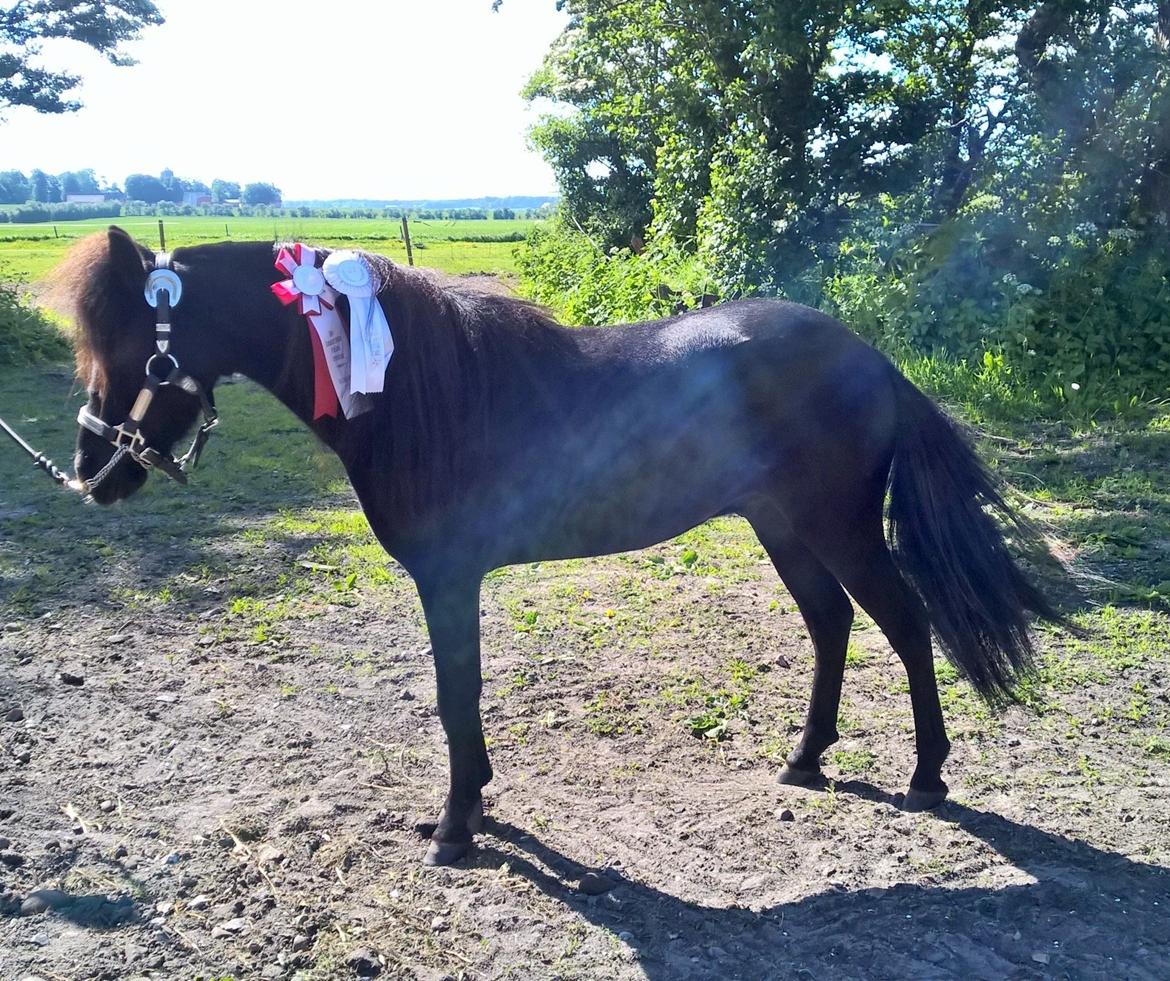 Amerikansk Miniature Godts Magic Diamond In The Sky billede 11