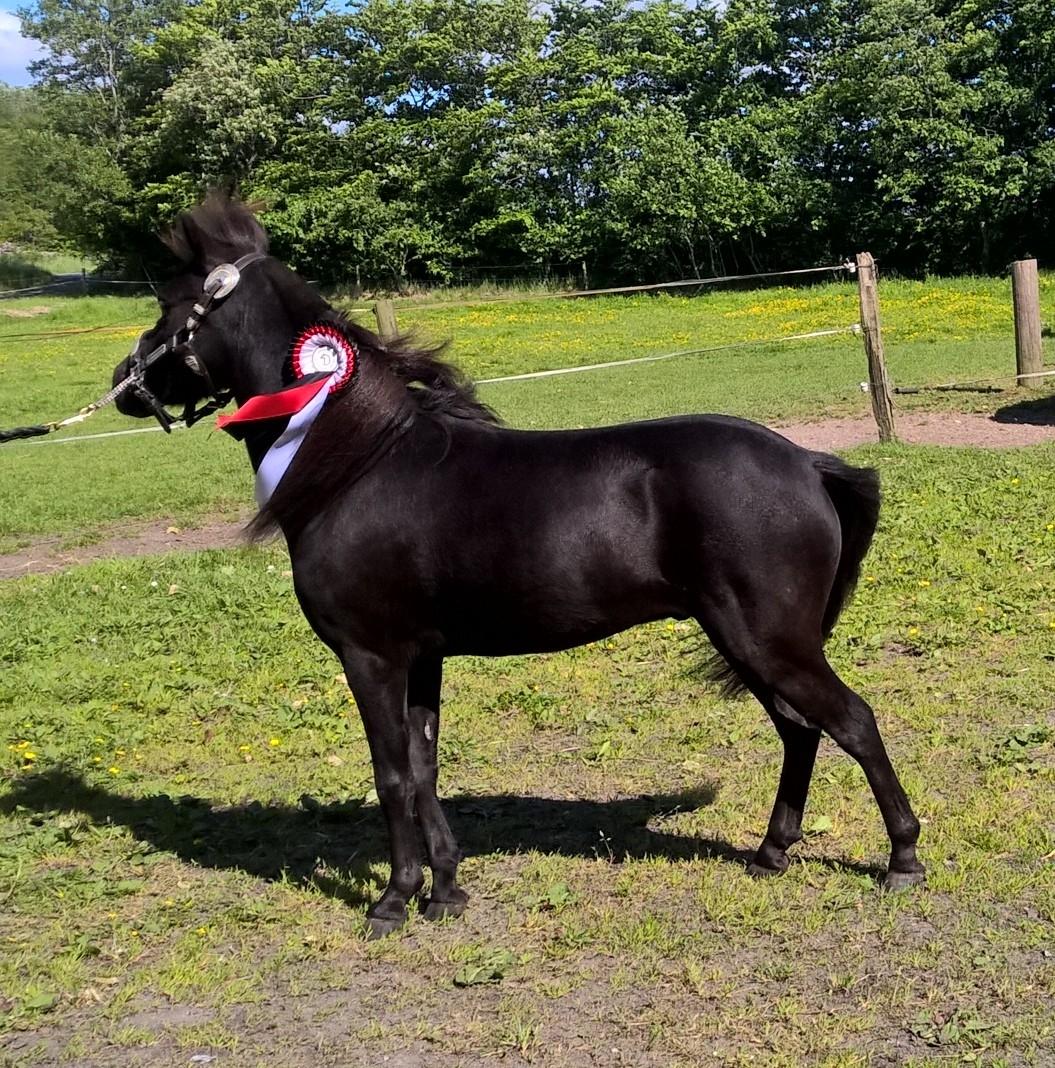 Amerikansk Miniature Godts Magic Diamond In The Sky billede 10