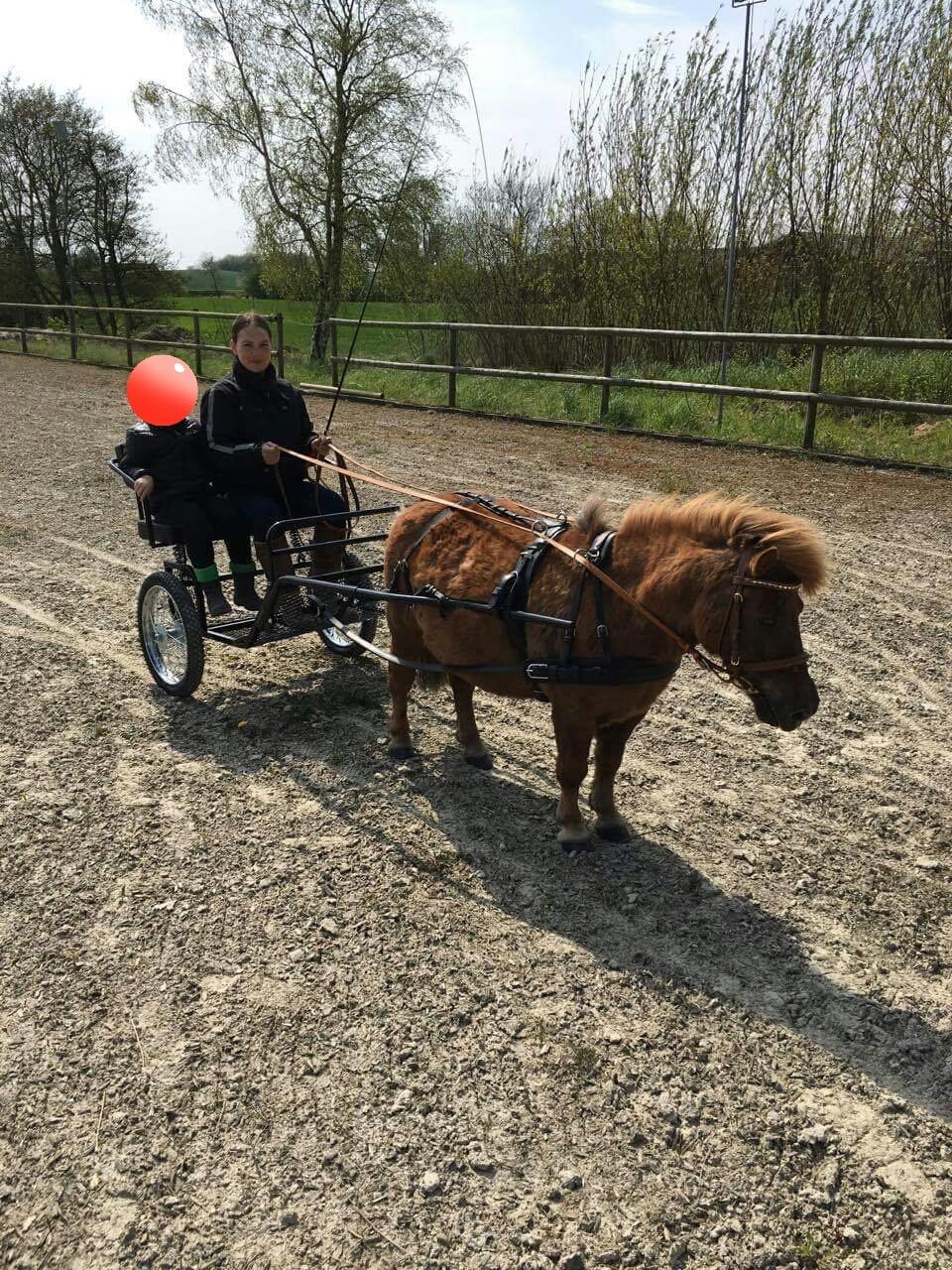 Anden særlig race Dino billede 10