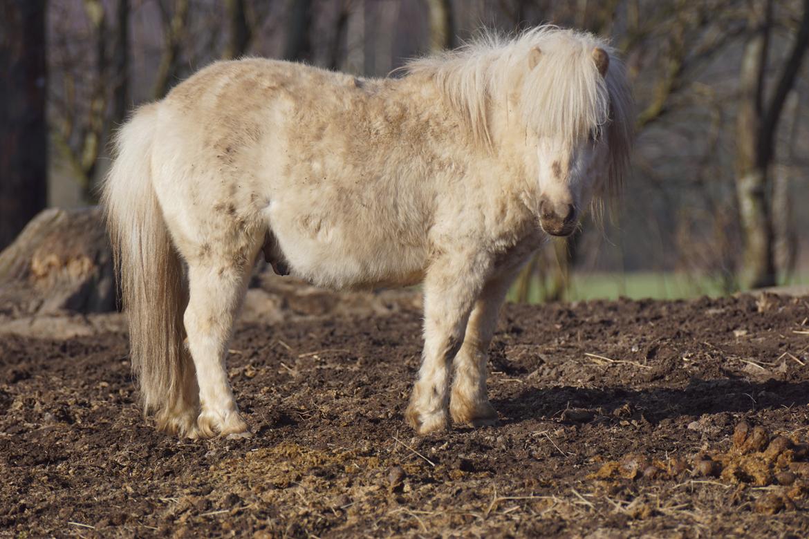 Shetlænder Hugo billede 14