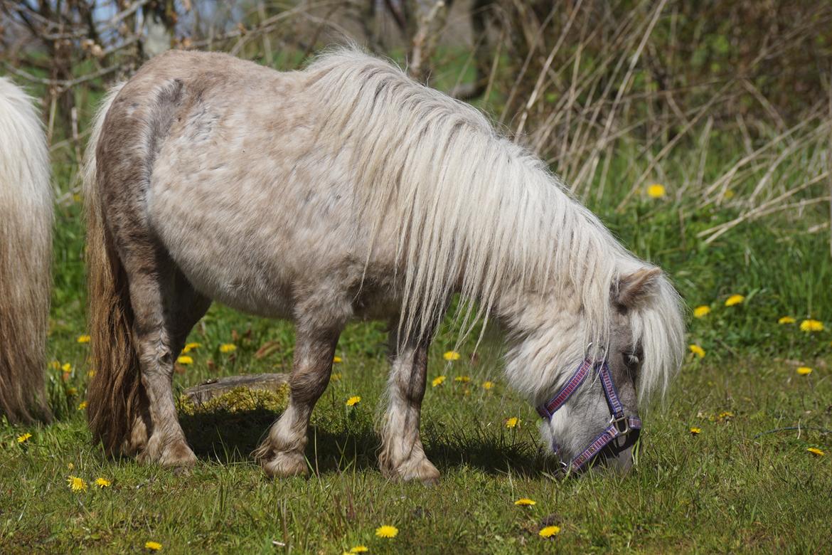 Shetlænder Pindstruphavens Silver Belle billede 11