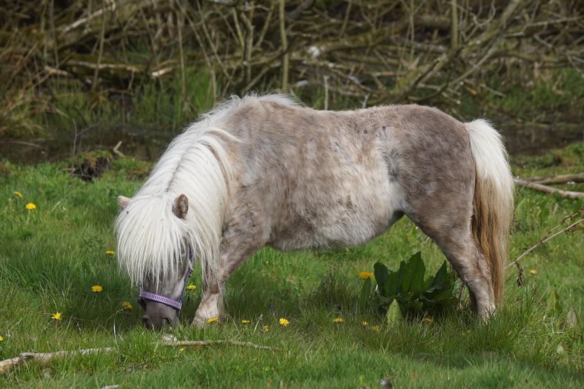 Shetlænder Pindstruphavens Silver Belle billede 7