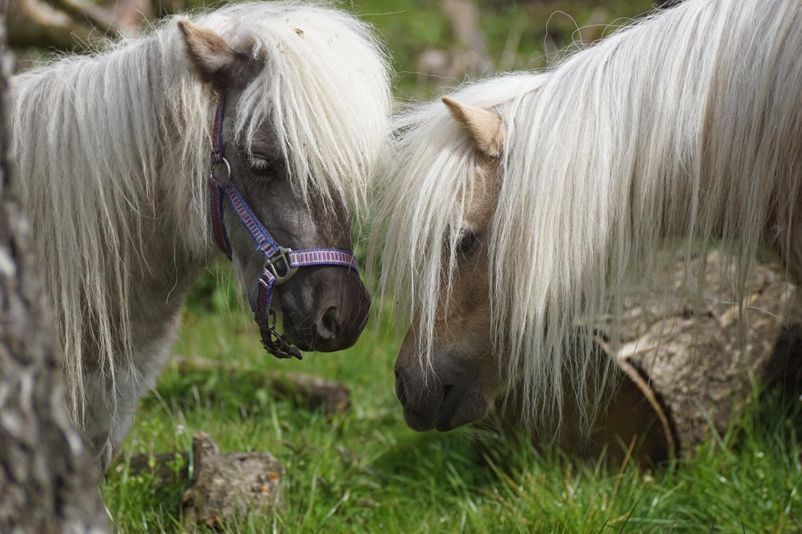 Shetlænder Pindstruphavens Silver Belle billede 12