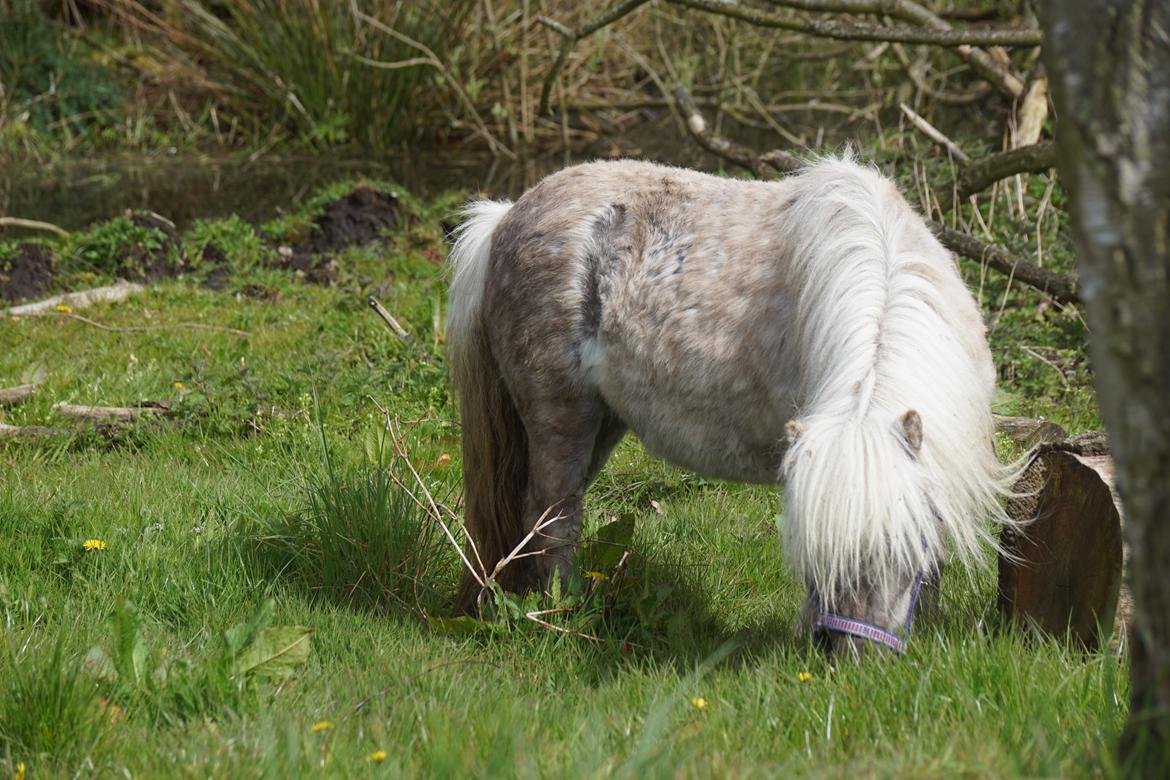 Shetlænder Pindstruphavens Silver Belle billede 5